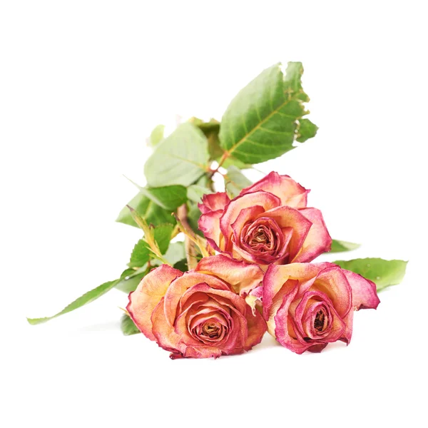 Rosas rosa secas sobre o fundo branco — Fotografia de Stock