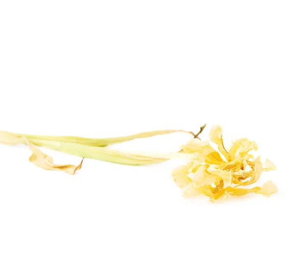 Flor de tulipa amarela seca sobre fundo branco — Fotografia de Stock
