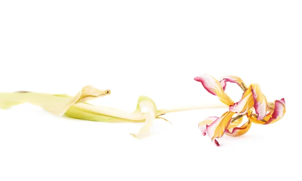 Beyaz arka plan üzerinde Pembe Lale çiçek kurutulmuş — Stok fotoğraf