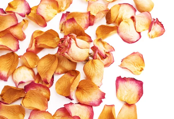 Biała powierzchnia pokryta różowe płatki róż i jeden pączek jak romantyczny tło kompozycji — Zdjęcie stockowe