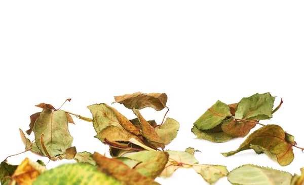 White surface covered with dried rose leaves as an abstract composition — Stock Photo, Image