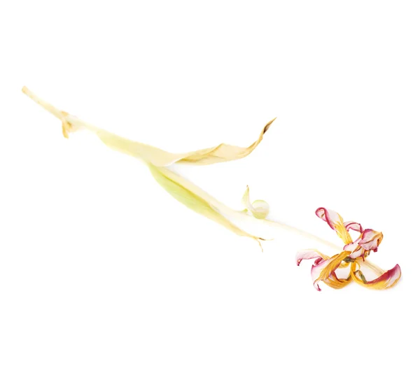 白地にピンクのチューリップの花を乾燥 — ストック写真