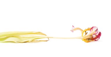 Beyaz arka plan üzerinde Pembe Lale çiçek kurutulmuş