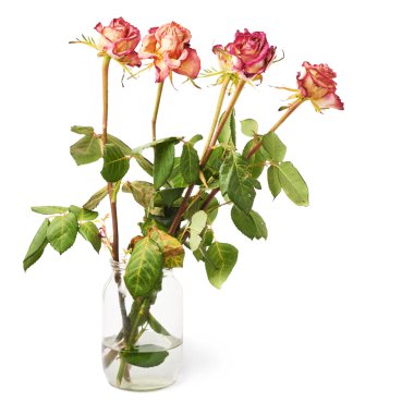 Pembe Gül beyaz arka plan üzerinde kurutulmuş