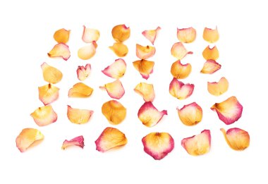 Romantik arka plan düzenleme olarak pembe gül yaprakları ile kaplı beyaz yüzey