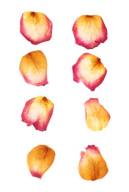 Beyaz arka plan üzerinde izole pembe Gül çiçek yaprakları