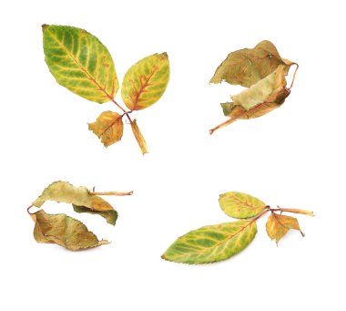 Gül yaprak beyaz izole arka plan üzerinde kurutulmuş