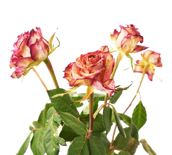 Torkade rosa rosor över den vita bakgrunden — Stockfoto