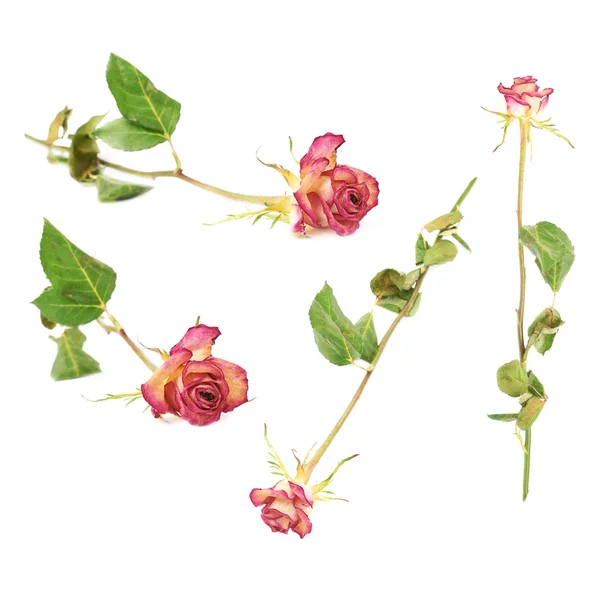 Dried pink rose over the white background — Stock Photo, Image