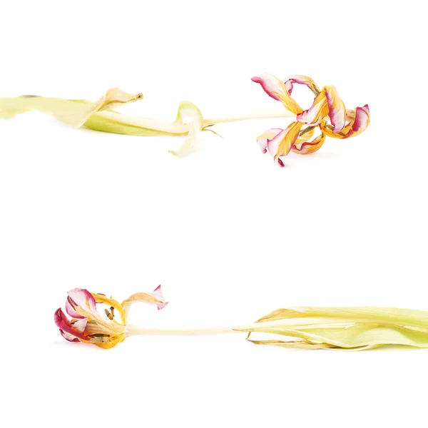 Beyaz arka plan üzerinde Pembe Lale çiçek kurutulmuş — Stok fotoğraf
