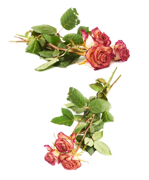 Dried pink roses over the white background — Stock Photo, Image