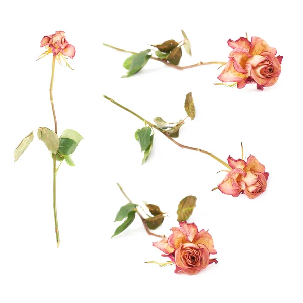 Сушена рожева троянда на білому тлі — стокове фото