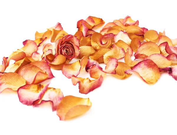 Pembe gül yaprakları ve romantik arka plan kompozisyon olarak tek bud ile kaplı beyaz yüzey