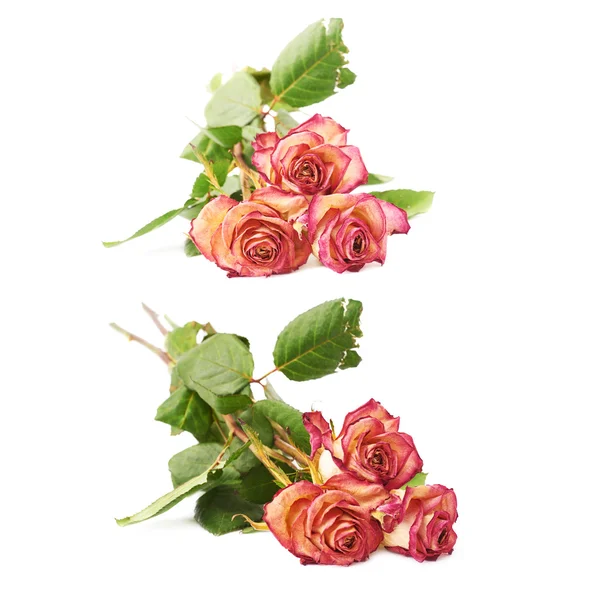 Rosas rosa secas sobre o fundo branco — Fotografia de Stock