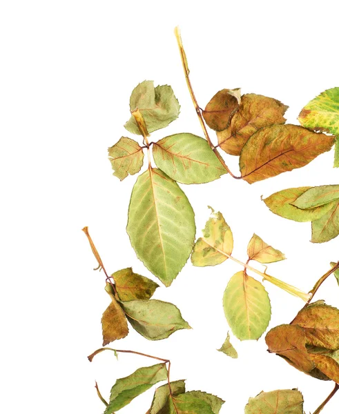 Bílý povrch pokrytý sušené růže listí jako abstraktní kompozice — Stock fotografie