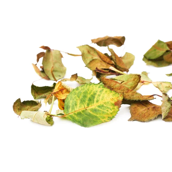 Superficie bianca ricoperta da foglie di rosa essiccate come composizione astratta — Foto Stock
