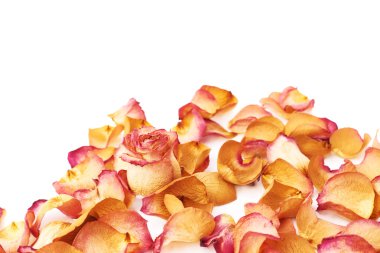 Pembe gül yaprakları ve romantik arka plan kompozisyon olarak tek bud ile kaplı beyaz yüzey