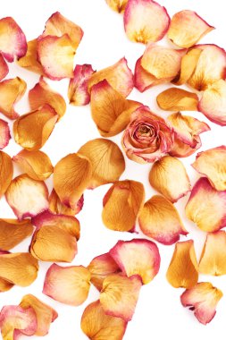 Pembe gül yaprakları ve romantik arka plan kompozisyon olarak tek bud ile kaplı beyaz yüzey