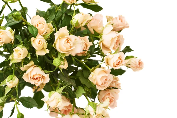Ramo de rosas sobre fondo blanco aislado — Foto de Stock