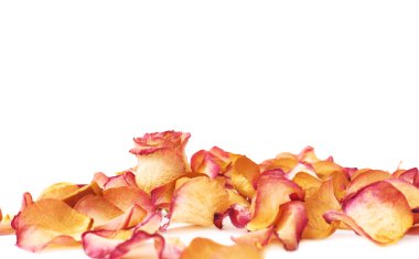 Pembe gül yaprakları ve romantik arka plan kompozisyon olarak tek bud ile kaplı beyaz yüzey