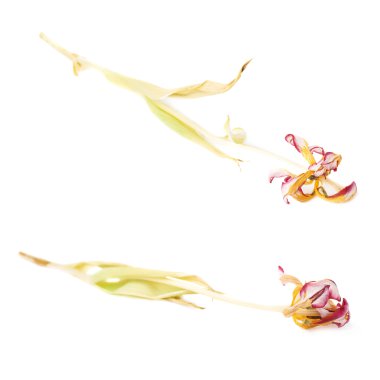 Beyaz arka plan üzerinde Pembe Lale çiçek kurutulmuş