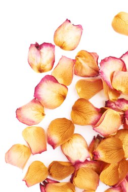 Romantik arka plan düzenleme olarak pembe gül yaprakları ile kaplı beyaz yüzey