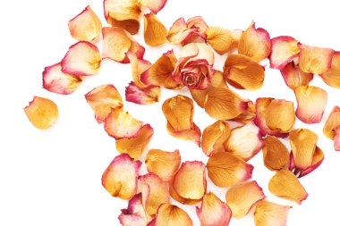 Pembe gül yaprakları ve romantik arka plan kompozisyon olarak tek bud ile kaplı beyaz yüzey