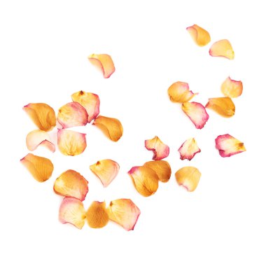 Romantik arka plan düzenleme olarak pembe gül yaprakları ile kaplı beyaz yüzey