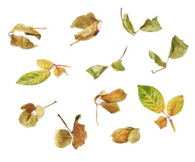 Gül yaprak beyaz izole arka plan üzerinde kurutulmuş