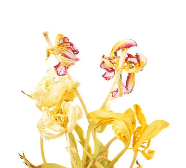 Dried pink and yellow tulip flowers over white background — Stock Photo, Image