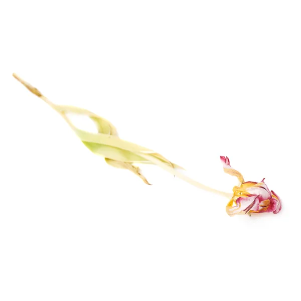 Suszone tulipan różowy kwiat na białym tle — Zdjęcie stockowe