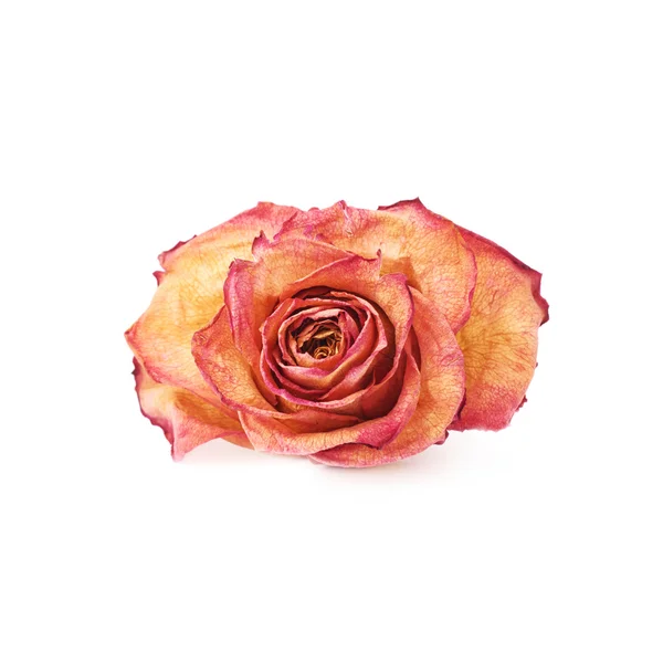 Dried pink rose over the white isolated background — Stock Photo, Image