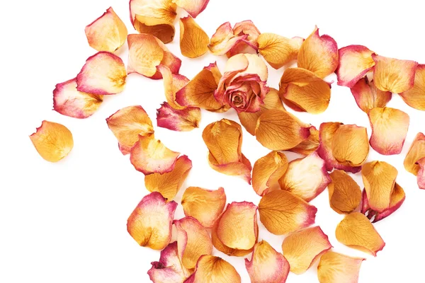 Pembe gül yaprakları ve romantik arka plan kompozisyon olarak tek bud ile kaplı beyaz yüzey