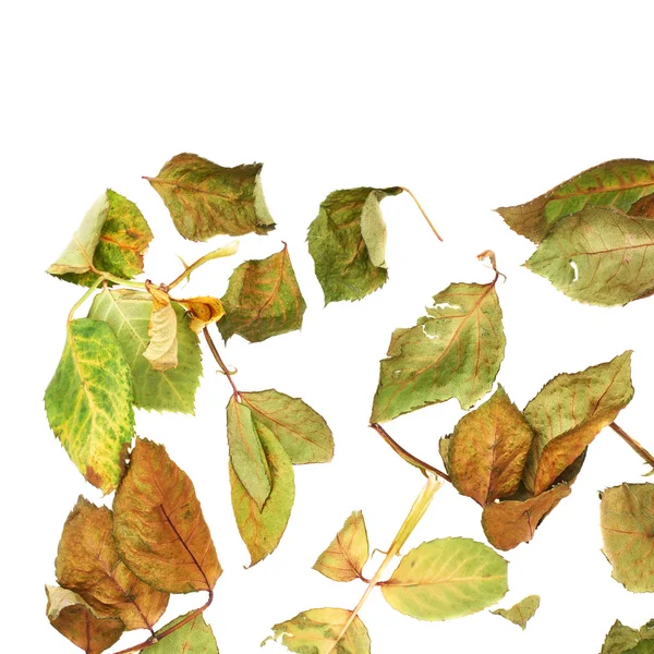 Beyaz yüzey soyut bir düzenleme olarak kurutulmuş gül yaprakları ile kaplı