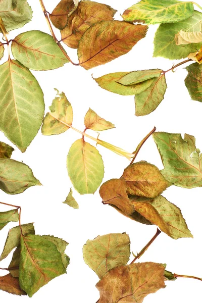 Beyaz yüzey soyut bir düzenleme olarak kurutulmuş gül yaprakları ile kaplı