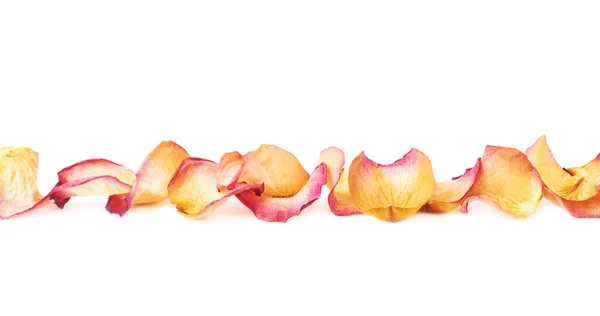 Línea hecha de pétalos de rosa rosa como una composición romántica sobre fondo blanco — Foto de Stock