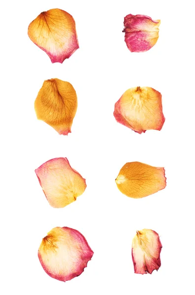 Ροζ τριαντάφυλλο λουλούδι πέταλα απομονωθεί πάνω από το λευκό φόντο — Φωτογραφία Αρχείου