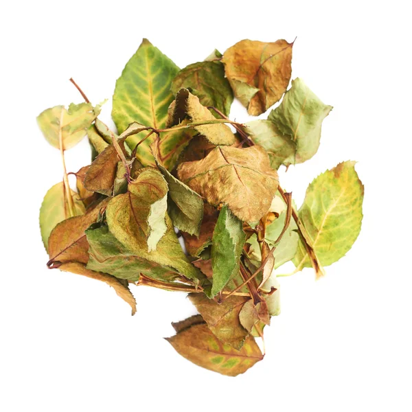 Pile of dried rose leaves as an abstract composition over white background — Stock Photo, Image