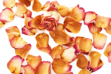 Pembe gül yaprakları ve romantik arka plan kompozisyon olarak tek bud ile kaplı beyaz yüzey