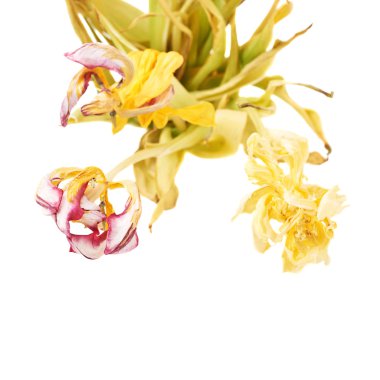 Beyaz arka plan üzerinde pembe ve Sarı Lale çiçek kurutulmuş