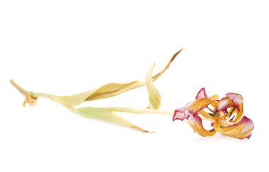 Beyaz arka plan üzerinde Pembe Lale çiçek kurutulmuş