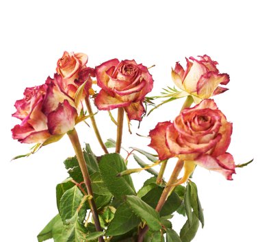 Pembe Gül beyaz arka plan üzerinde kurutulmuş