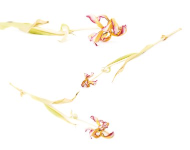 Beyaz arka plan üzerinde Pembe Lale çiçek kurutulmuş