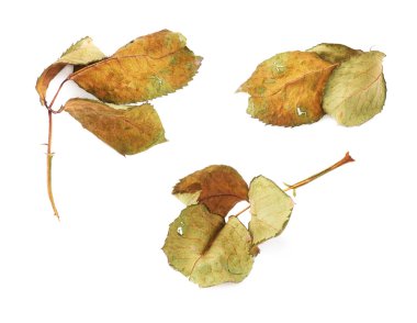 Gül yaprak beyaz izole arka plan üzerinde kurutulmuş