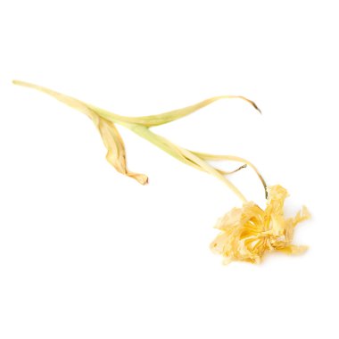 Beyaz arka plan üzerinde Sarı Lale çiçek kurutulmuş