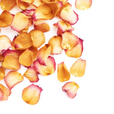 Romantik arka plan düzenleme olarak pembe gül yaprakları ile kaplı beyaz yüzey