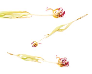 Beyaz arka plan üzerinde Pembe Lale çiçek kurutulmuş