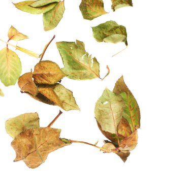 Beyaz yüzey soyut bir düzenleme olarak kurutulmuş gül yaprakları ile kaplı