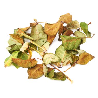 Beyaz yüzey soyut bir düzenleme olarak kurutulmuş gül yaprakları ile kaplı