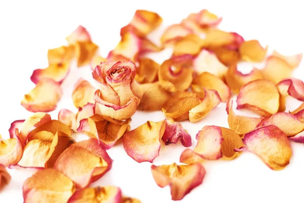 Pembe gül yaprakları ve romantik arka plan kompozisyon olarak tek bud ile kaplı beyaz yüzey